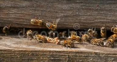 欧洲蜂蜜蜜蜂，蜜蜂蜜蜂，清洁工人从蜂巢中释<strong>放出</strong>来的假癣茧，诺曼底蜜蜂，真实